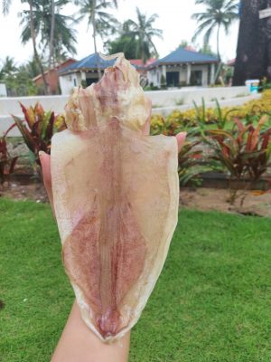 Giá mực câu